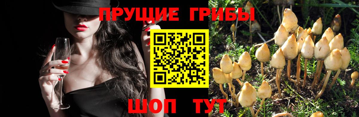 Псилоцибиновые грибы GOLDEN TEACHER Шумерля